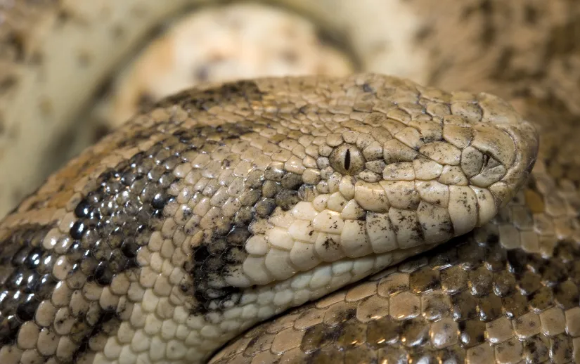 Tartar sand boa snake