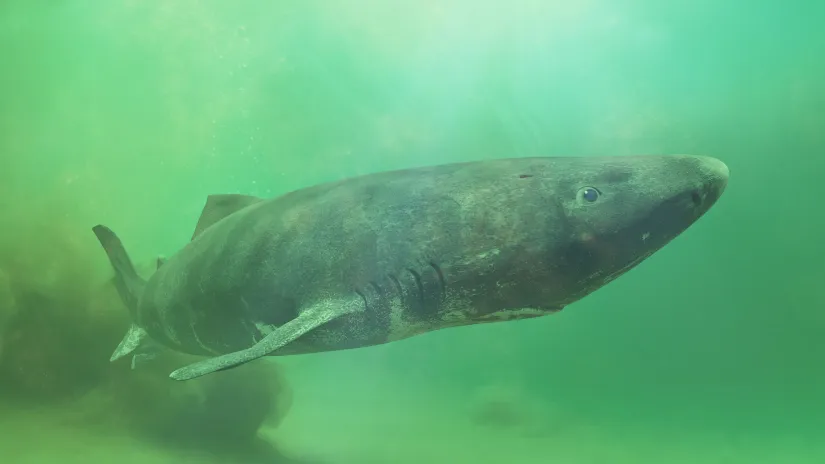 A Greenland Shark underwater