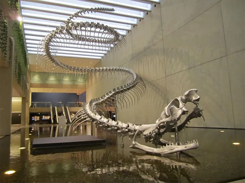 Titanoboa fossils