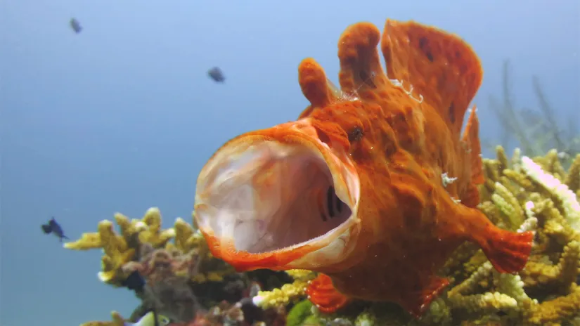 frogfish frogfish