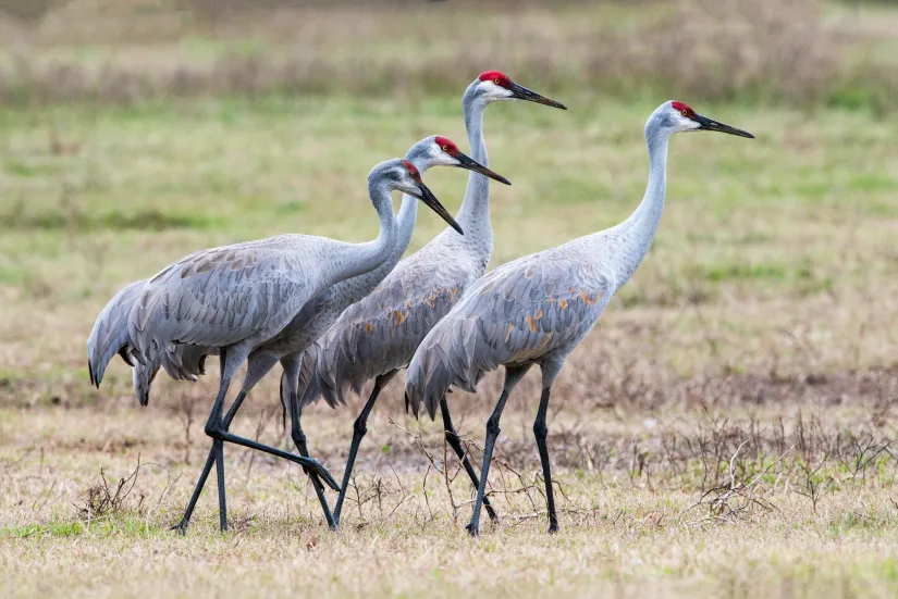 four sandhill cranes