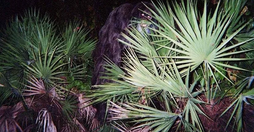 Myakka Skunk Ape Original Photograph