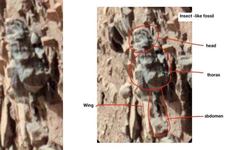 Scientists Release NASA Rover Photos Showing Possible Insect and ...